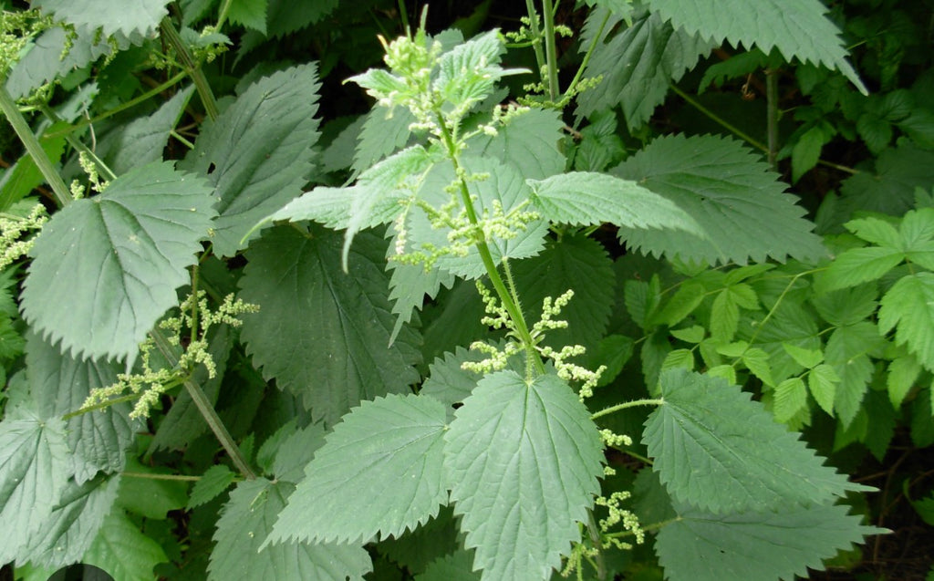 Nettle Elixir