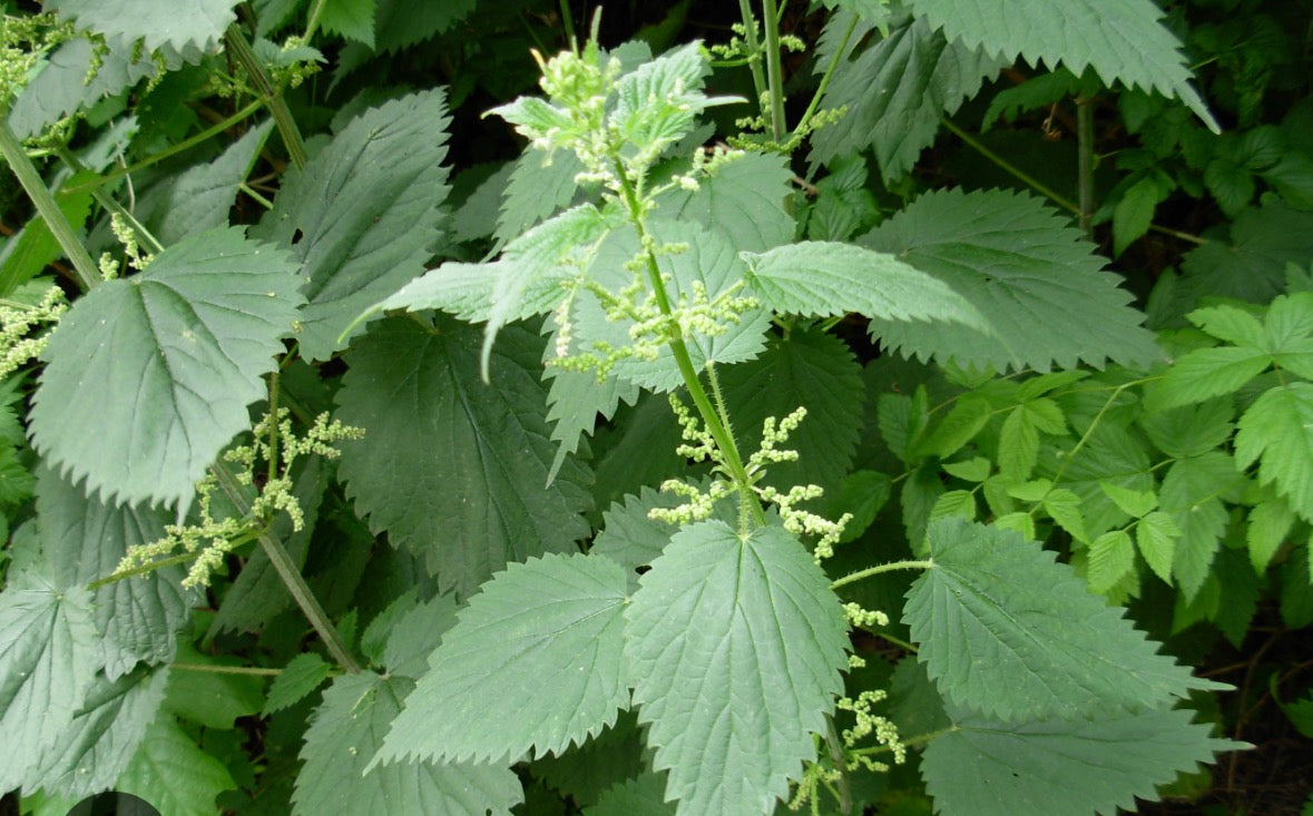 Nettle Elixir
